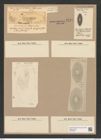 Coscinodiscus oblongus Grev. (de-Toni-Nr.: Genus 202, Species 5012) Zeichnungen Sammlung Grunow Nr. 8724 (NHMW-BOT-W0378300)